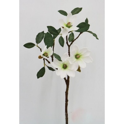 Magnolia-0331213.jpg