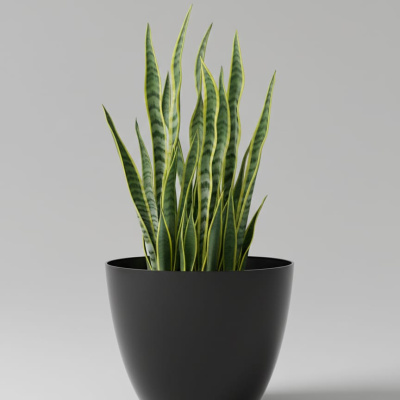MACETA-UMBRA-NEGRA-PLANTA-L.jpg