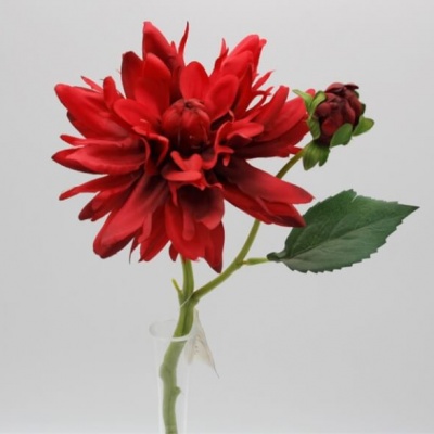 Crisantemo-563438.jpg