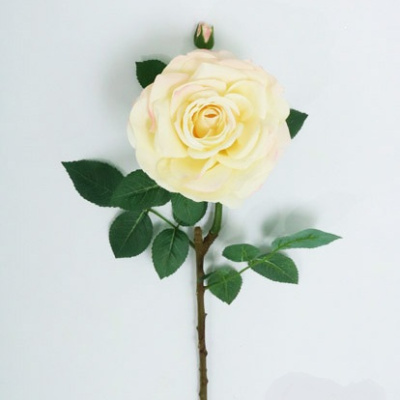 0331177-2-ROSA.jpg