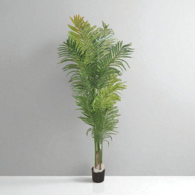 0431161-palmera.jpeg
