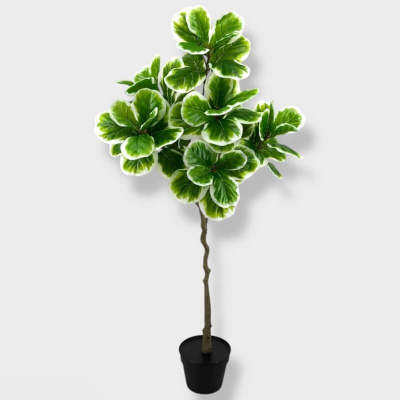 0431702-FICUS-PANDURATA-TF-03425P.jpg