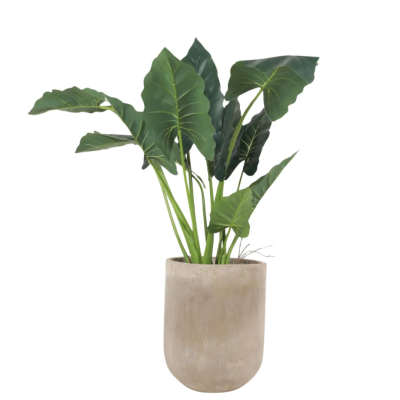 0432115-alocasia.png