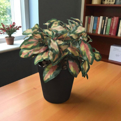 0432136-PLANTA.jpeg