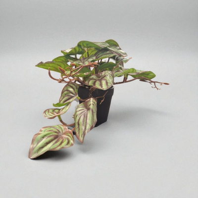 0432137-PLANTA.jpeg