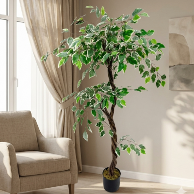 0432582-ficus.png