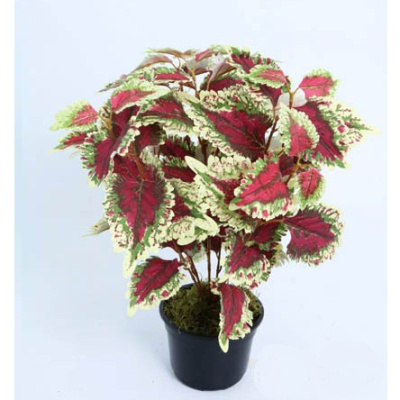 0432666-begonia.jpg