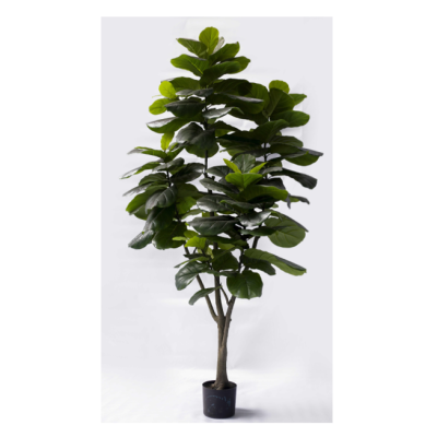 0432714-ficus-pandurata-xl.png