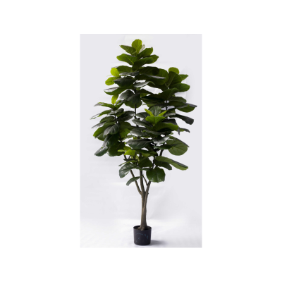 0432715-ficus-pandurata-xl.png