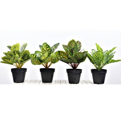 0432789-PLANTAS.png