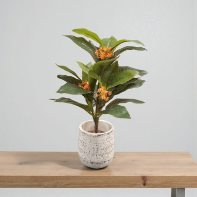0433126-PLANTA-OLIVO.jpeg