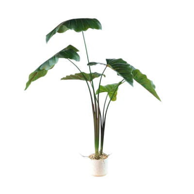 planta-monstera0433512.png