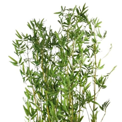 VARA-BAMBOO.JPG