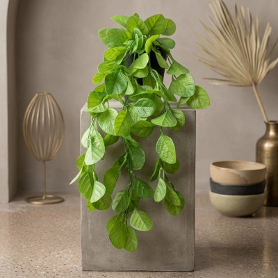 0433998-planta-colgante.jpeg