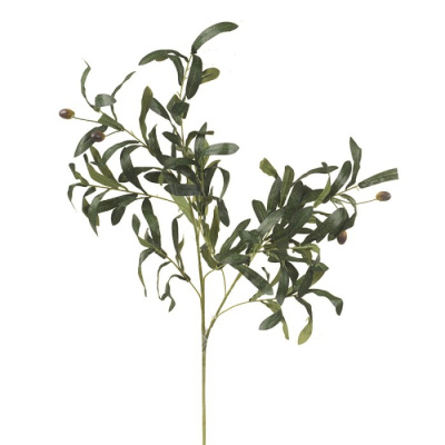 0434162-RAMA-OLIVA.jpg
