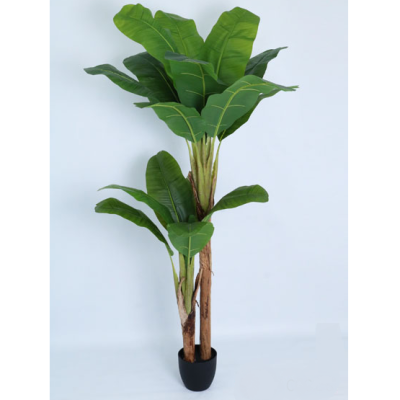 0434171-PLANTA-BANANO.png