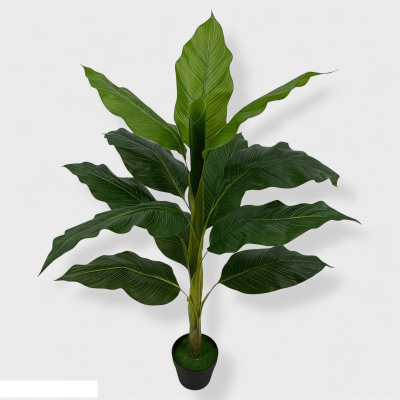 Alocacia-0434380.jpg