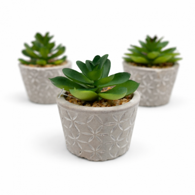 0434500-suculenta.png