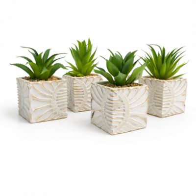 0434502-suculenta.png