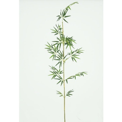0331012-CANA-BAMBOO.jpg