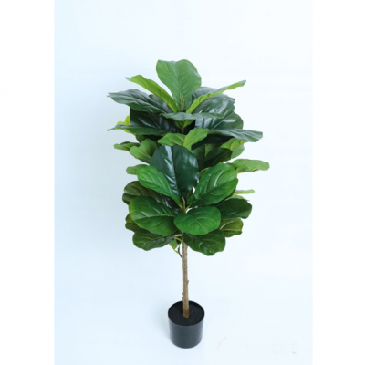 0434906-pandurata.png
