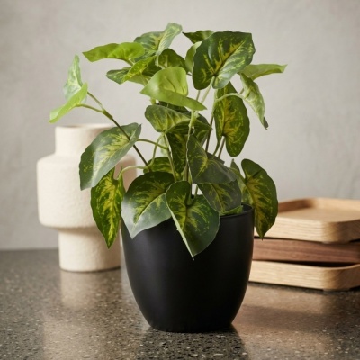 999908-PLANTA.jpeg