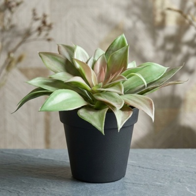 0435367-planta.jpeg