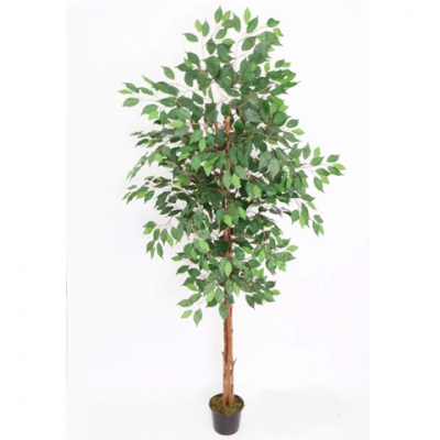 0432675-FICUS.png